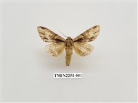 藏品(沙舟蛾)的圖片